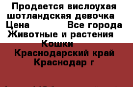 Продается вислоухая шотландская девочка › Цена ­ 8 500 - Все города Животные и растения » Кошки   . Краснодарский край,Краснодар г.